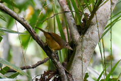 Colluricincla rufogaster