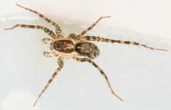 Pardosa pauxilla