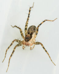 Pardosa pauxilla