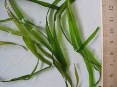 Potamogeton zosteriformis