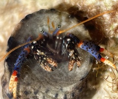 Clibanarius tricolor