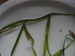 Potamogeton zosteriformis