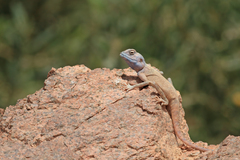 Pseudotrapelus sinaitus