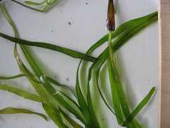 Potamogeton zosteriformis