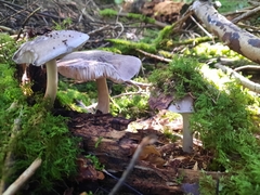 Pluteus cervinus
