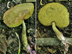 Boletus fraternus