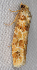Eucopina
