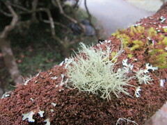Usnea