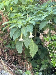 Brugmansia