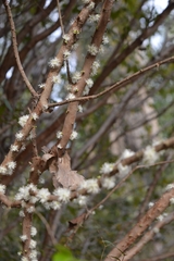 Plinia cauliflora