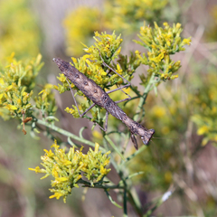 Litaneutria ocularis