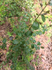 Rhaphithamnus spinosus
