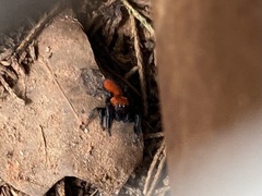 Phidippus cardinalis