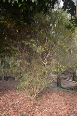 Plinia cauliflora