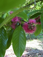 Syzygium malaccense