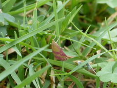 Pyrausta laticlavia