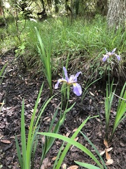 Media resource of Iris virginica