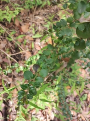 Rhaphithamnus spinosus