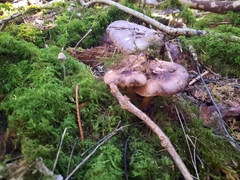 Pluteus cervinus