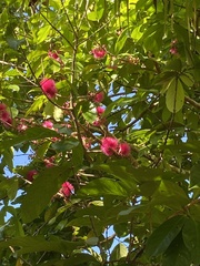 Syzygium malaccense
