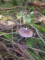 Pluteus cervinus