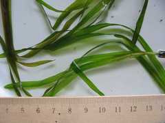 Potamogeton zosteriformis