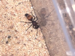 Dasymutilla texanella