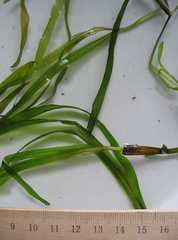 Potamogeton zosteriformis