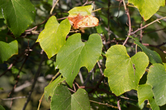Vitis labrusca