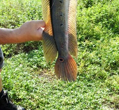 Channa aurolineata