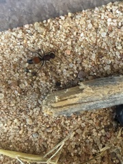 Dasymutilla texanella