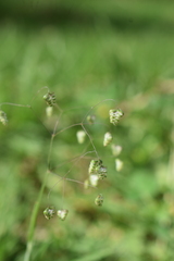 Briza minor