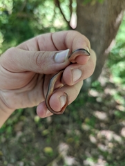 Carphophis amoenus amoenus