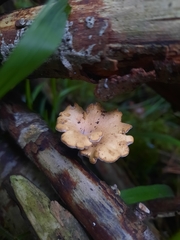 Cerioporus leptocephalus