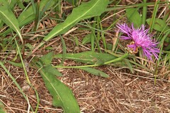 Centaurea jacea vinyalsii