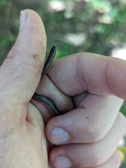 Carphophis amoenus amoenus