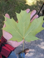Acer
