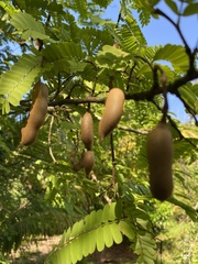 Tamarindus indica