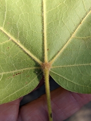 Acer