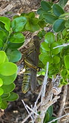 Melanoplus differentialis