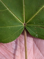 Acer