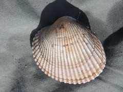 Clinocardium nuttallii