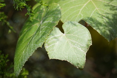 Phyllocnistis vitegenella