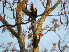 Campephilus leucopogon