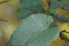 Phyllocnistis vitegenella