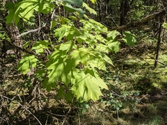Acer