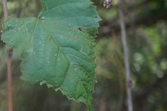 Phyllocnistis vitegenella