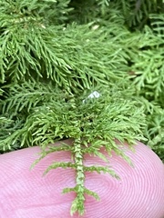 Thuidium tamariscinum