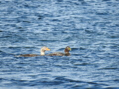 Tachyeres patachonicus