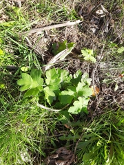 Heracleum sphondylium